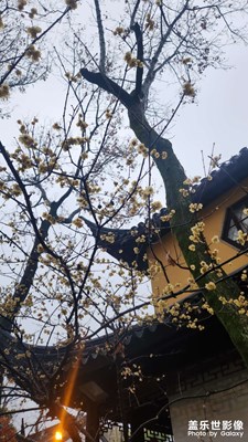 【好春光】+蘇州