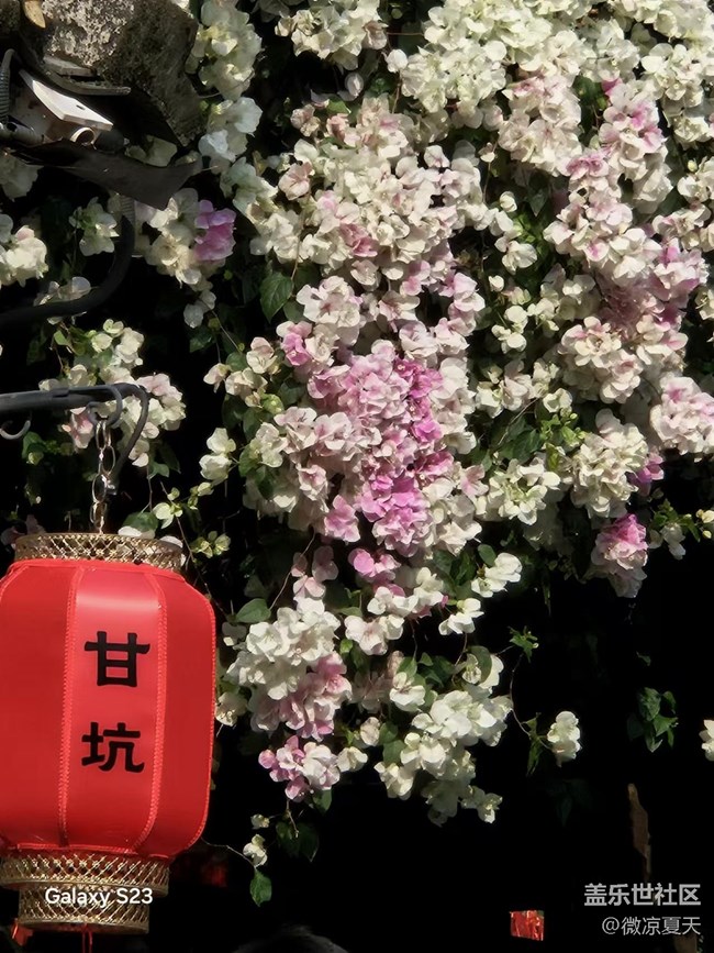 【活動回顧】古鎮(zhèn)的三角梅