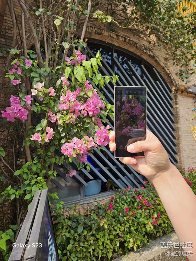 【活動回顧】古鎮(zhèn)的三角梅