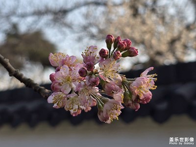 【好春光】+春花爛漫