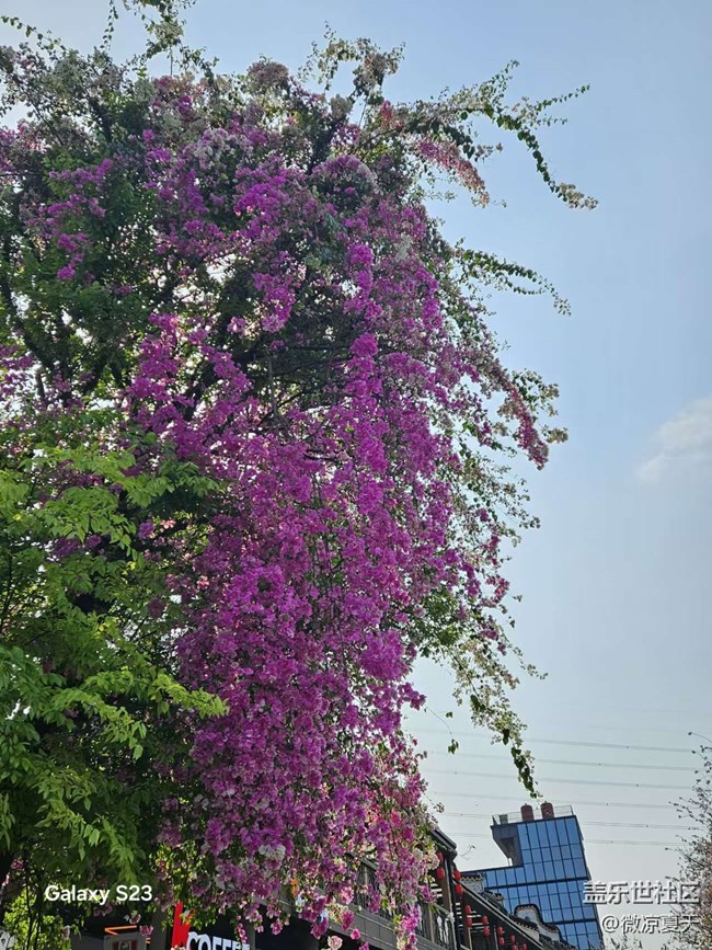 【活動回顧】古鎮(zhèn)的三角梅