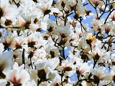 【好春光】白玉蘭