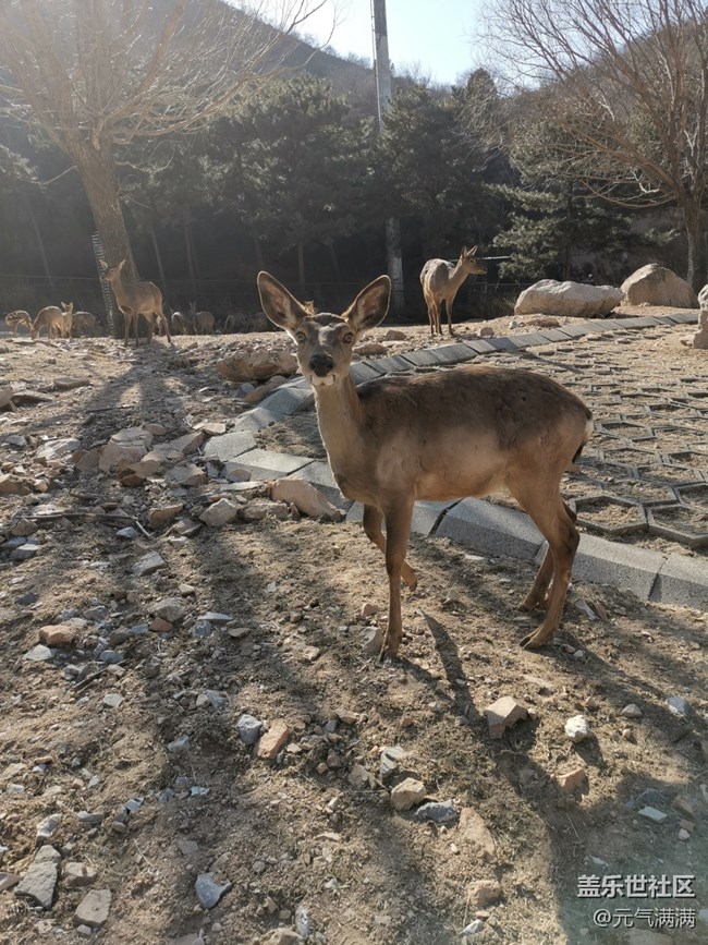 【春日序曲】可愛(ài)的鹿