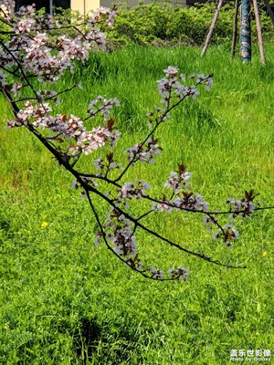 【好春光】+春日花開