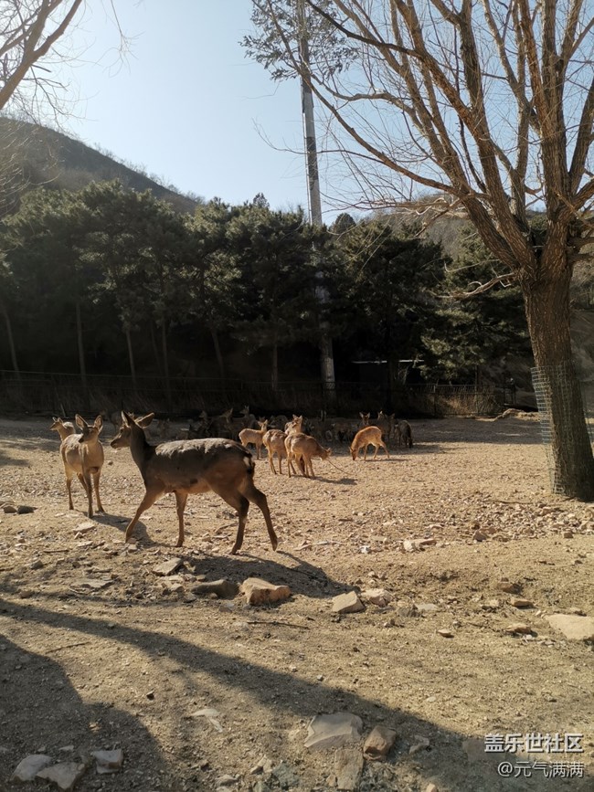 【春日序曲】可愛(ài)的鹿