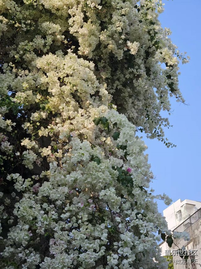 【活動回顧】古鎮(zhèn)的三角梅