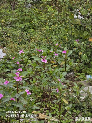 【好春光】春天的鄉(xiāng)村