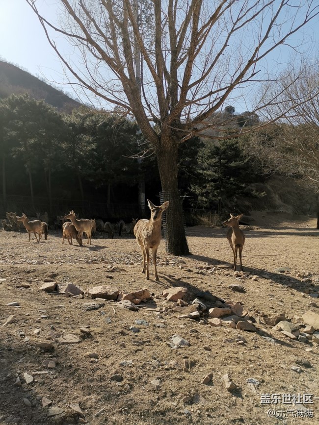 【春日序曲】可愛(ài)的鹿