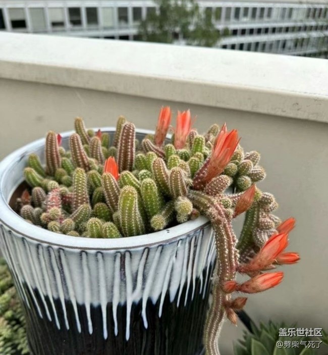 【春日尋花】開花了