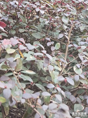 【好春光】+朦朧陽(yáng)光