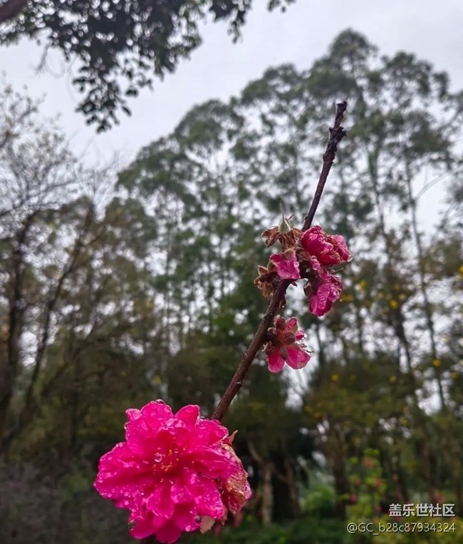 【春日尋花】雨后公園