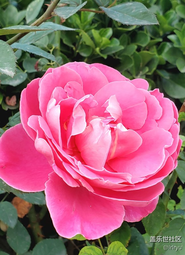 【廣州的花花們】+花樣繽紛