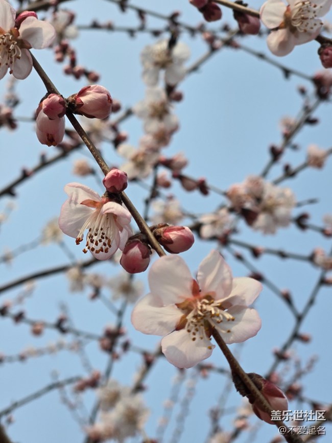 【春風(fēng)十里】桃花開