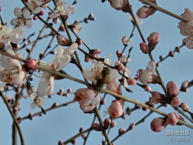 【春風(fēng)十里】桃花開