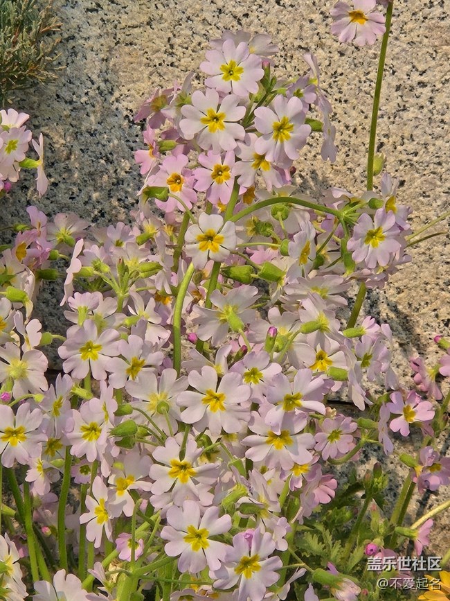 【春風(fēng)十里】花綻三月天