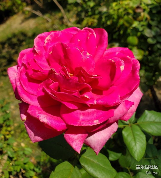 【廣州的花花們】+花樣繽紛