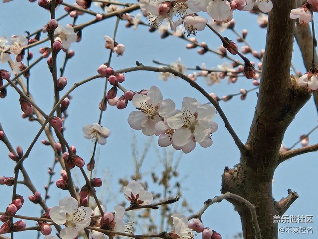 【春風(fēng)十里】桃花開