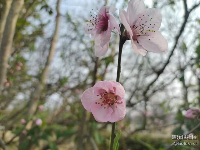 【醒春】春去春又回