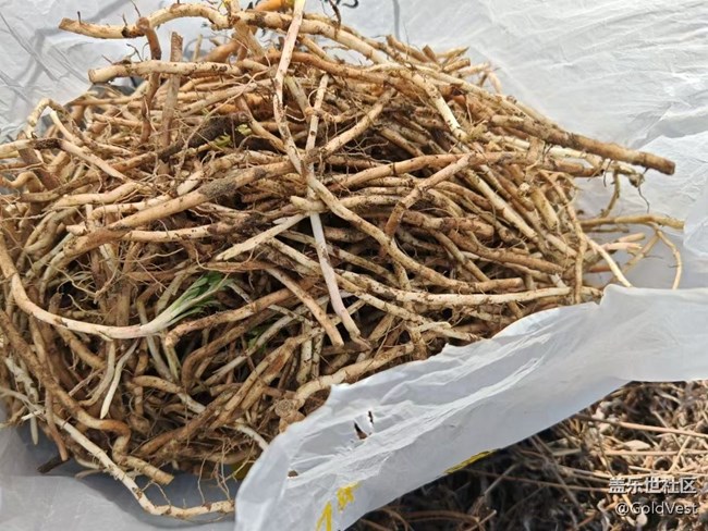 【咬春食補圖鑒】開春江堤露營采泥蒿