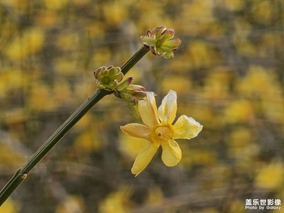 【好春光】春寒料峭花開(kāi)俏