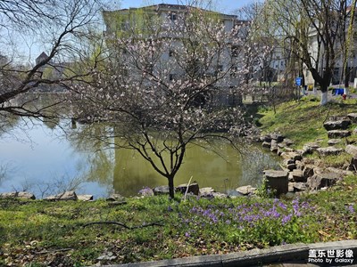 【拍有細(xì)節(jié)】粉色的桃花