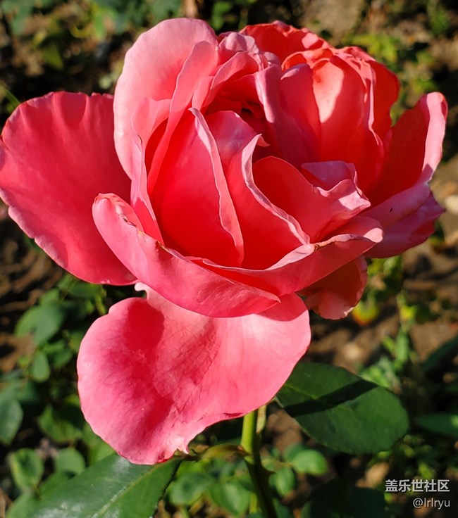 【廣州的花花們】+花樣繽紛