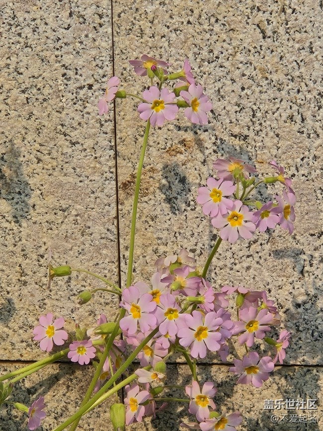 【春風(fēng)十里】花綻三月天