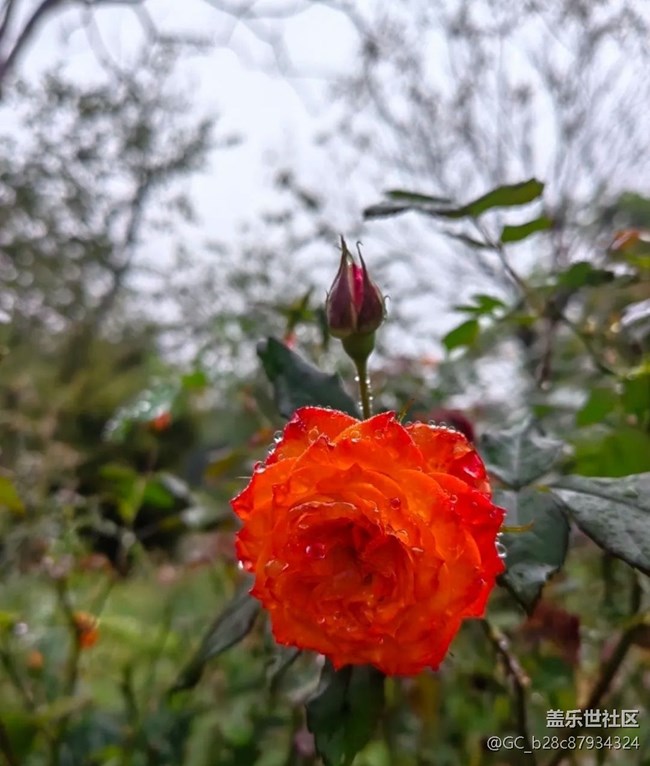 【春日尋花】雨后公園