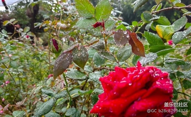 【春日尋花】雨后公園