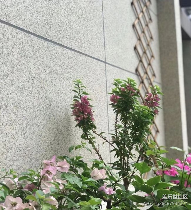 【廣州的花花們】種花