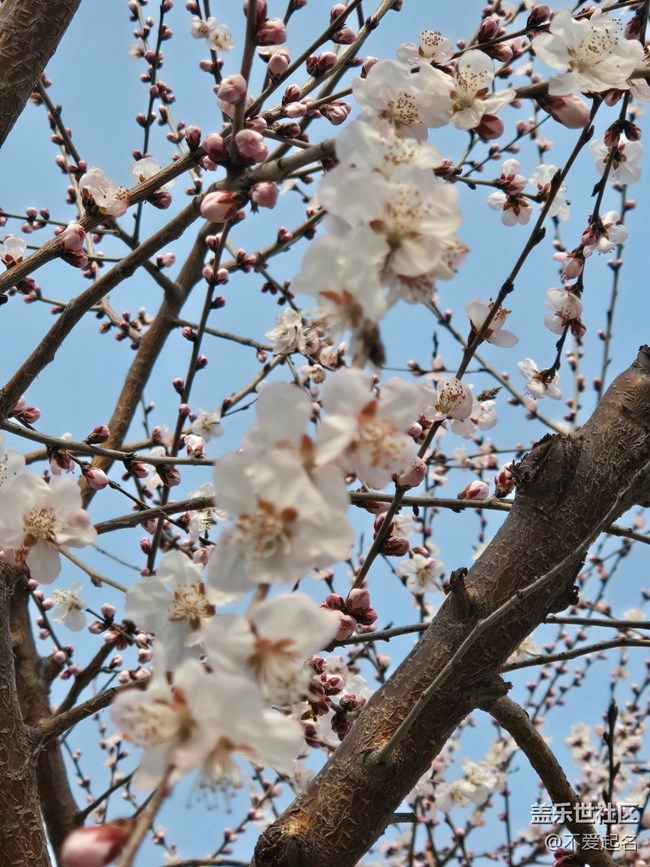 【春風(fēng)十里】桃花開