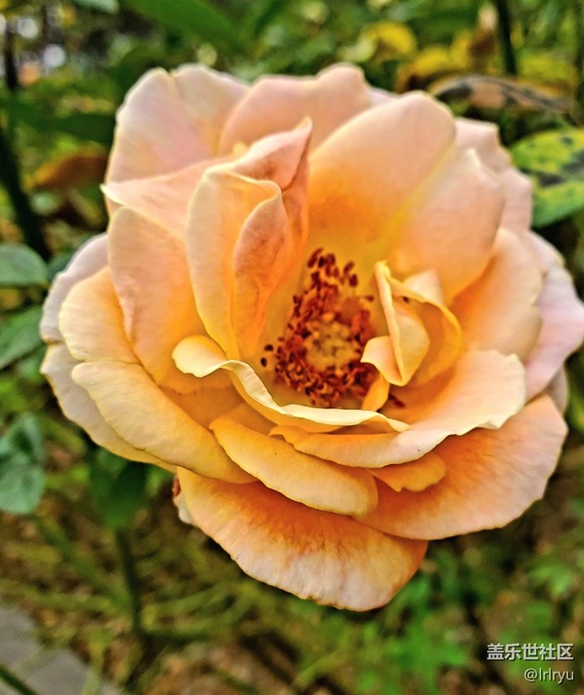 【廣州的花花們】+花樣繽紛