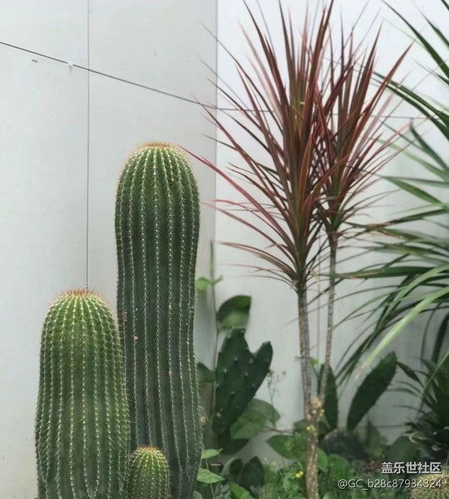 【廣州的花花們】種花