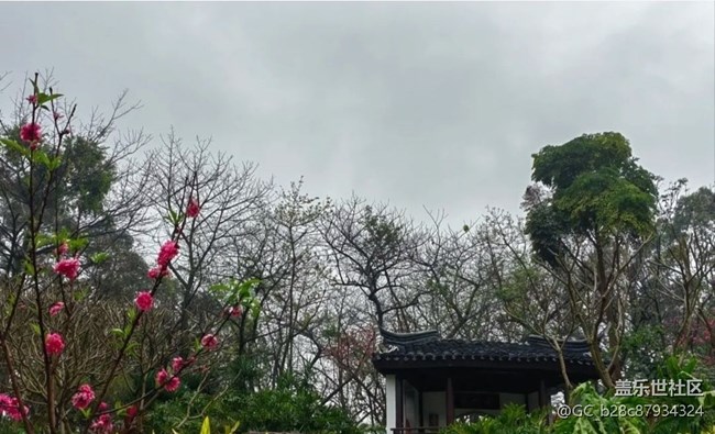 【春日尋花】雨后公園