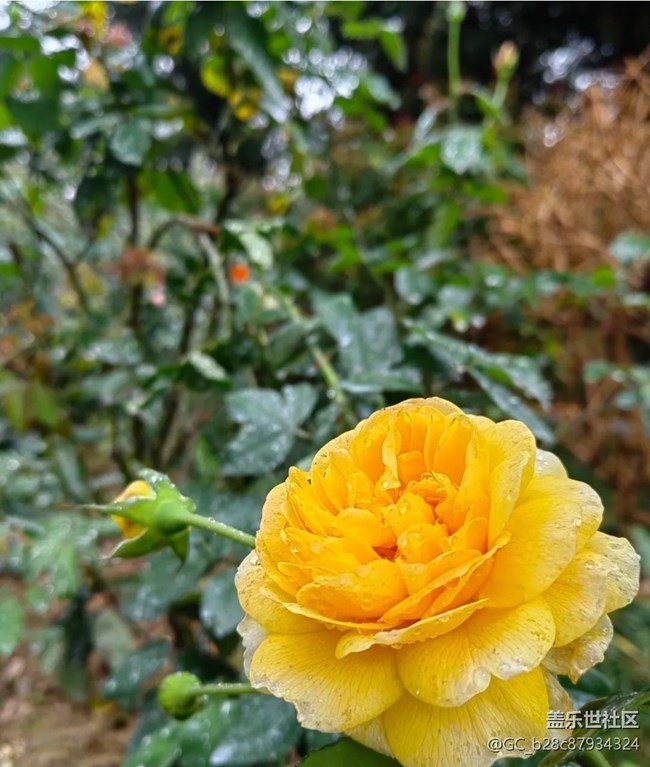 【春日尋花】雨后公園