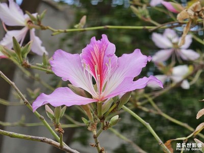 【拍有細(xì)節(jié)】絢麗春花