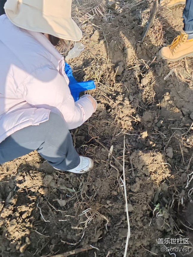 【咬春食補圖鑒】開春江堤露營采泥蒿