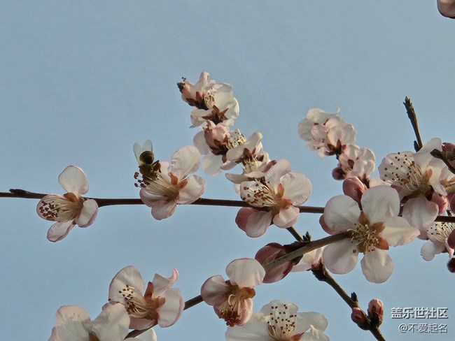 【春風(fēng)十里】桃花開