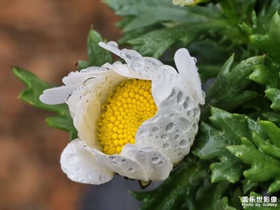 【好春光】雨中散步微距隨手拍