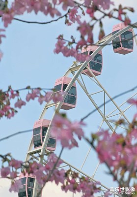 【拍有細(xì)節(jié)】+摩天輪下的櫻花