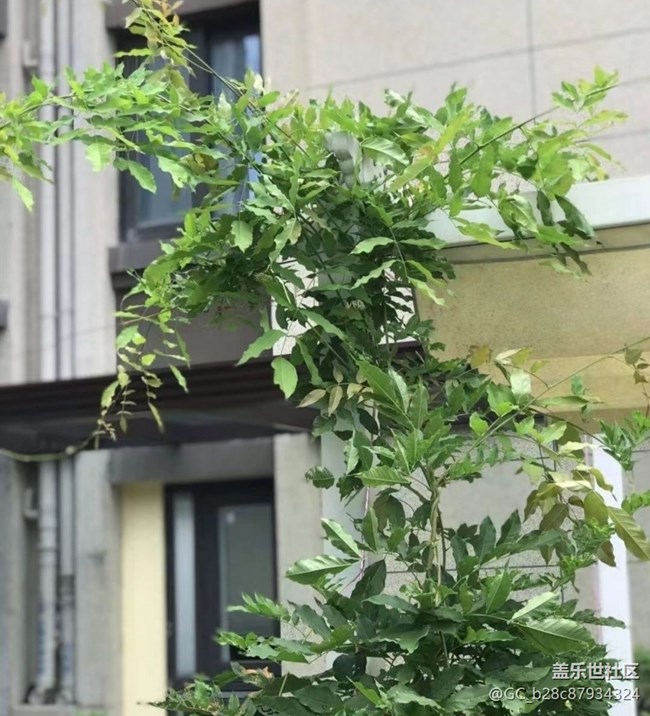 【廣州的花花們】種花