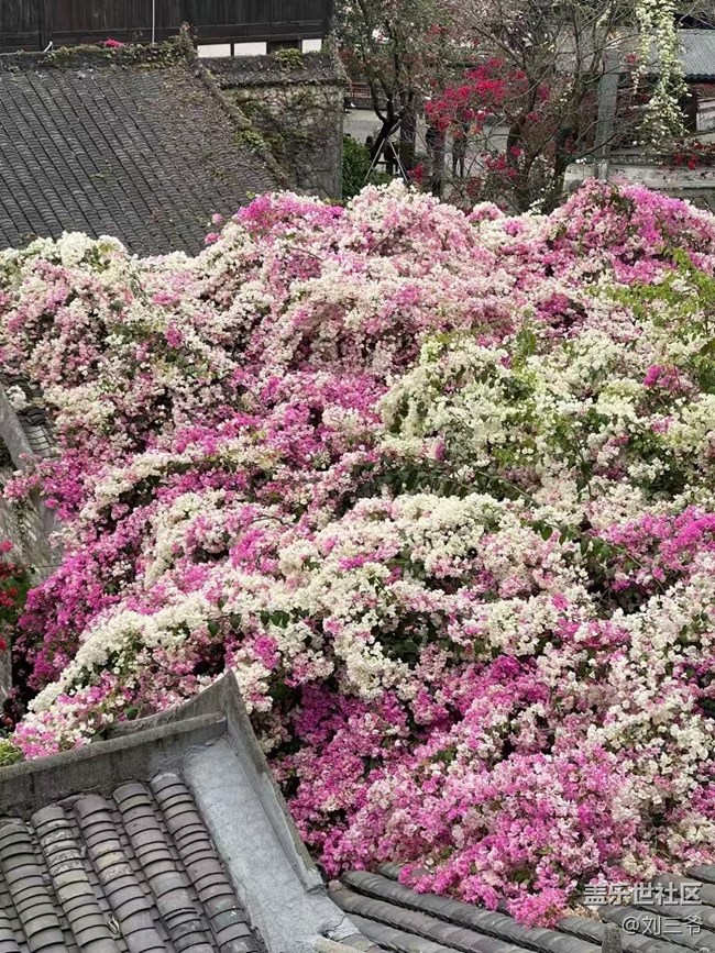 【春花浪漫】古建繁花，詩意流淌