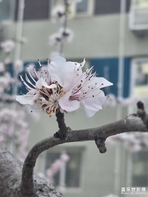 【拍有細(xì)節(jié)】+春來(lái)發(fā)幾枝