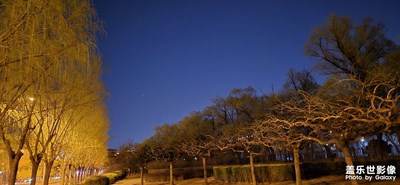 [春之夜]夜色中的樹??