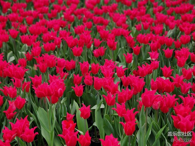 【春花浪漫】春日的郁金香