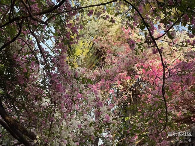 【春花浪漫】古建繁花，詩意流淌