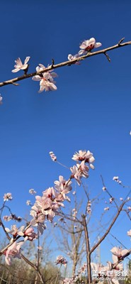 【拍有細(xì)節(jié)】+山桃花??