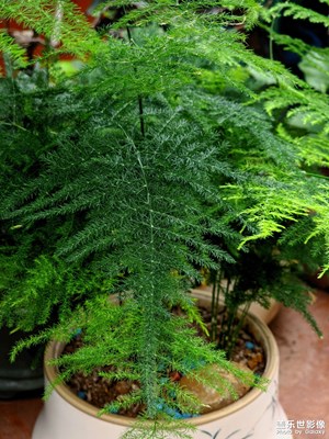 【拍有細節(jié)】盆景綠意