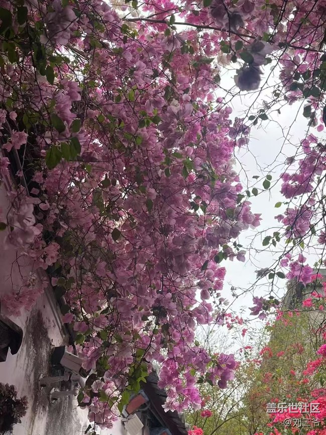 【春花浪漫】古建繁花，詩意流淌