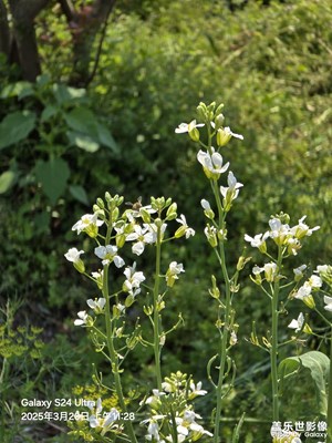 【拍有細(xì)節(jié)】春花爛漫